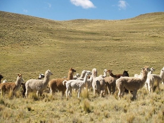 PUNO - PERU - altiplano