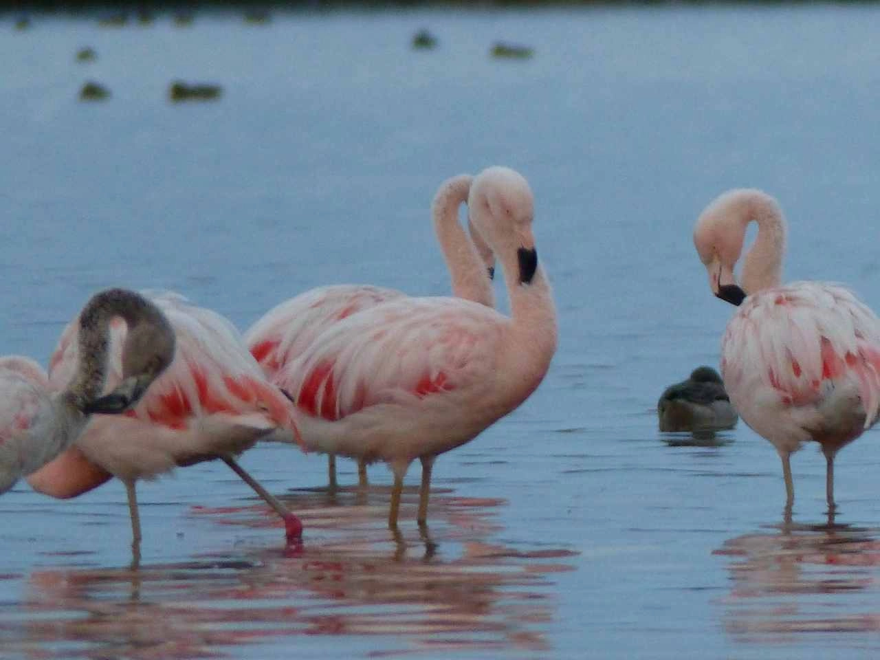 PUNO - PERU - flamengos